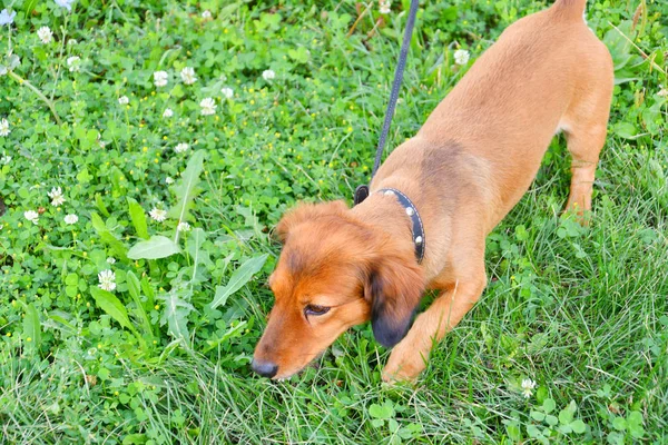 Raça cão dachshund — Fotografia de Stock