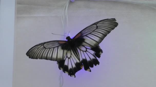 Motýl Tropů Nebo Motýl Plachetnice — Stock video