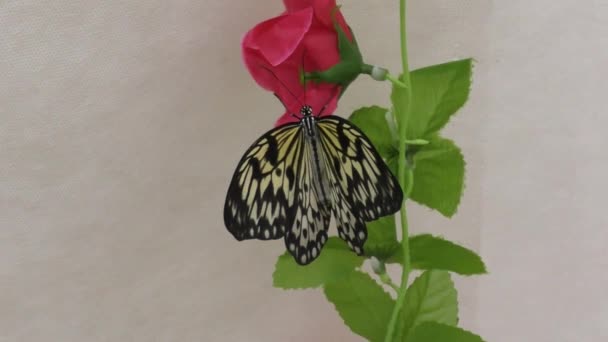 Mariposa Los Trópicos Veleros Mariposa — Vídeos de Stock