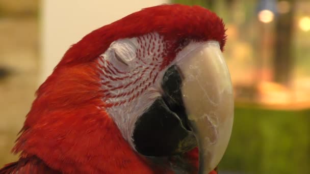 Γένος Red Parrot Ara Του Πτηνού Της Οικογένειας Psittacidae — Αρχείο Βίντεο