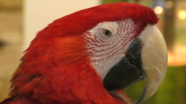 Γένος Red Parrot Ara Του Πτηνού Της Οικογένειας Psittacidae — Αρχείο Βίντεο