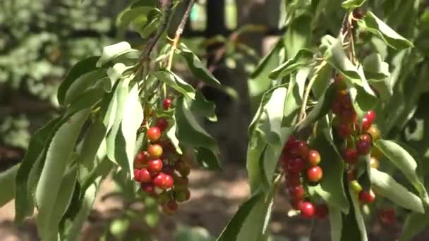 Κεράσι Πουλί Στον Καλοκαιρινό Κήπο — Αρχείο Βίντεο