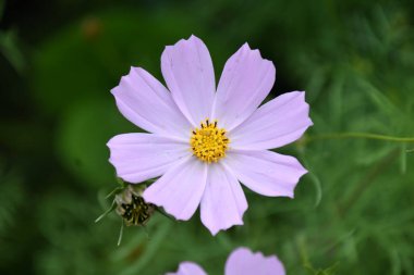 Sonbahar bahçesinde Çiçek Kosmeya veya çiçek kozmosun