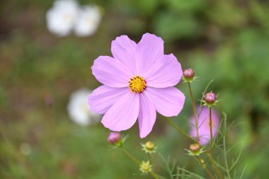 Sonbahar bahçesinde Çiçek Kosmeya veya çiçek kozmosun