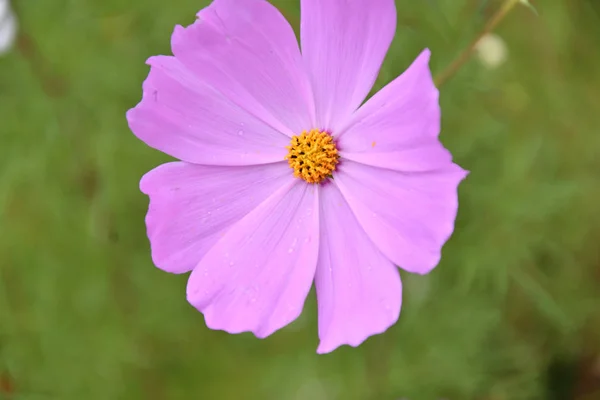 Blume Kosmeya Oder Blütenkosmos Herbstlichen Garten — Stockfoto