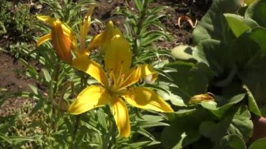 Bahçe Zambağı sarısı Yazın benekli