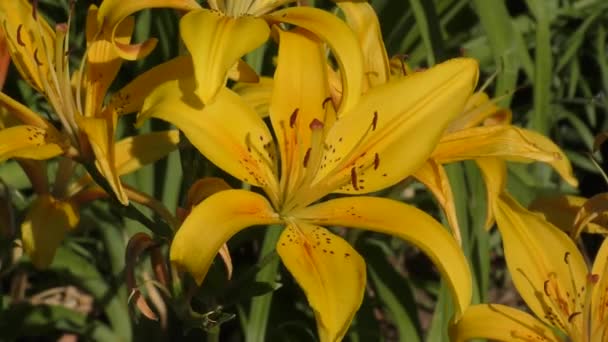 Zahrada Lily Žlutá Skvrnité Létě — Stock video