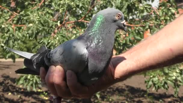 Почтовый Голубь Ручном Экипаже Голубей Летнем Саду — стоковое видео