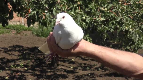 Postal Pigeon Hand Coach Pigeons Summer Garden — Stock Video