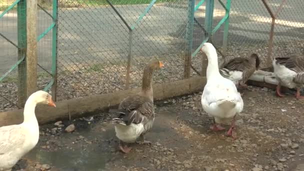 Ganzen Boerderij Een Hete Zomerdag — Stockvideo