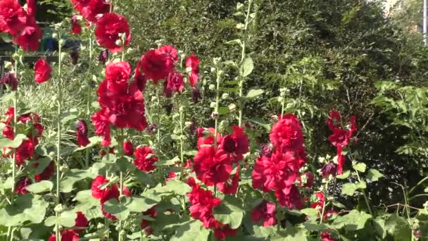 Malva Badstof Rode Bloem Zomertuin — Stockvideo