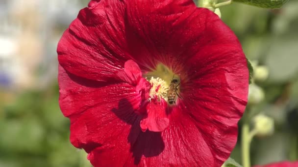 Malva Terry Flor Roja Jardín Verano — Vídeos de Stock