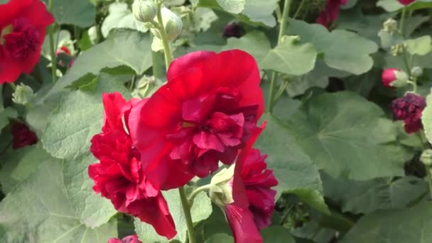 Fiore Rosso Spugna Malva Nel Giardino Estivo — Video Stock