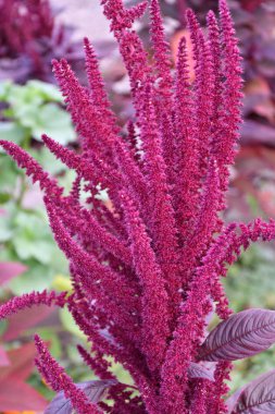 Amaranth, Amaranthaceae ailesinden biri.
