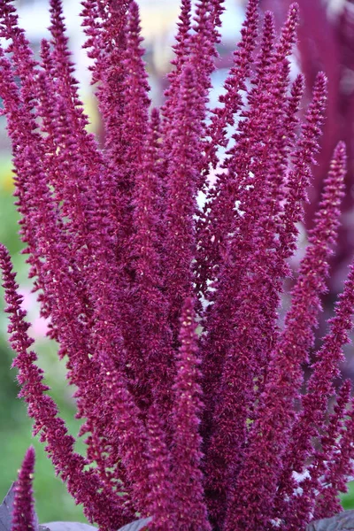 Amaranth One Family Amaranthaceae — Stock Photo, Image