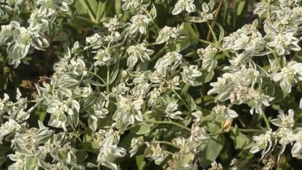 Horský Sníh Euphorbia Marginata Letní Zahradě — Stock video