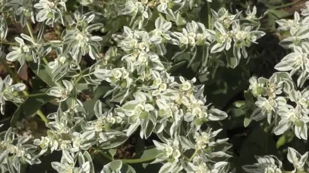 Flor Euphorbia Montaña Nieve Euphorbia Marginata Jardín Verano — Vídeo de stock