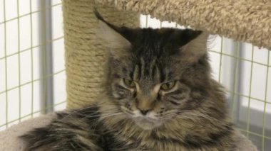 Dinlendirme üzerinde Kitten cins maine coon 