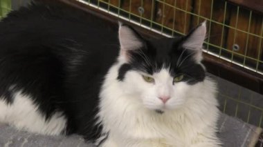 Dinlendirme üzerinde Kitten cins maine coon 