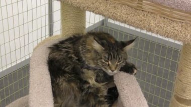 Dinlendirme üzerinde Kitten cins maine coon 