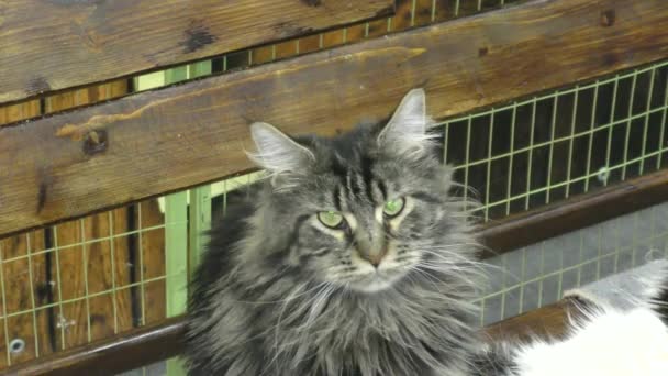 Kattunge Rasen Maine Coon Vila — Stockvideo