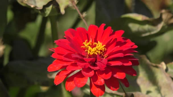 Zinnia Flor Roja Jardín Verano — Vídeos de Stock