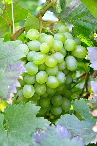 Groene Kleur Druiven Rijpen Zomertuin — Stockfoto