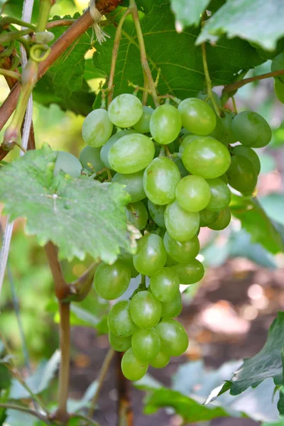 Les Raisins Couleur Verte Mûrissent Dans Jardin Été — Photo