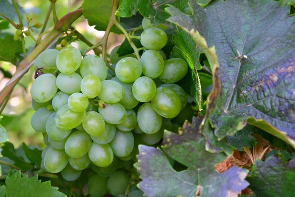 Les Raisins Couleur Verte Mûrissent Dans Jardin Été — Photo