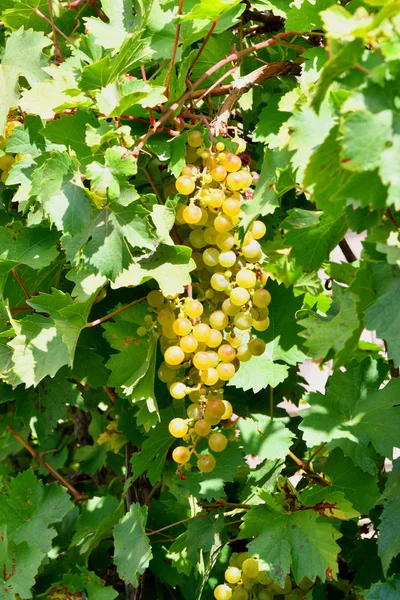 Green Color Grapes Ripen Summer Garden — Stock Photo, Image