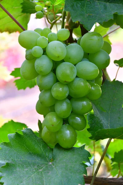 Green Color Grapes Ripen Summer Garden — Stock Photo, Image