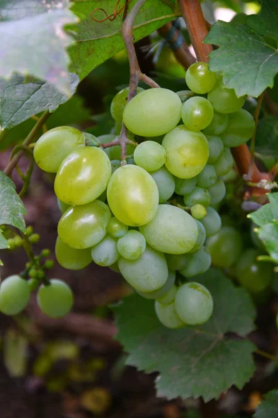 Les Raisins Couleur Verte Mûrissent Dans Jardin Été — Photo