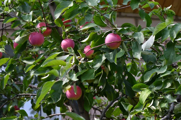 Jabłka Ogrodzie Dojrzewają Jesienią Dnia — Zdjęcie stockowe