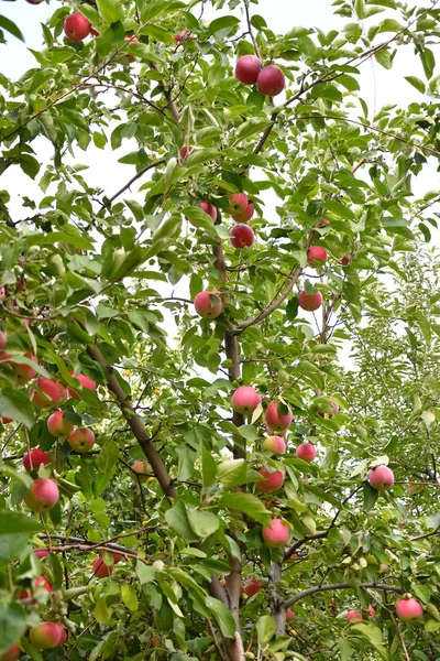 Las Manzanas Jardín Maduran Día Otoño —  Fotos de Stock