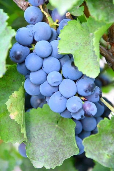 Grapes Black Color Ripen Summer Garden — Stock Photo, Image