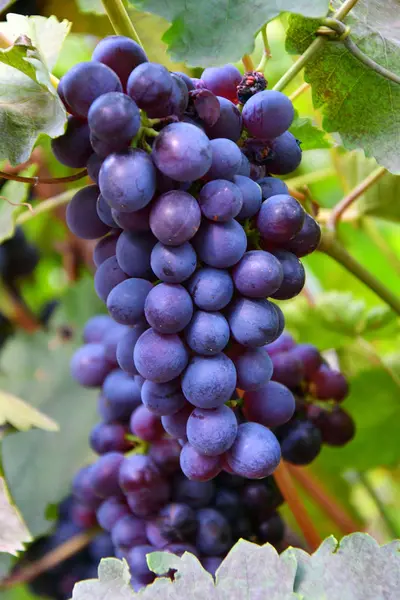 Grapes Black Color Ripen Summer Garden — Stock Photo, Image