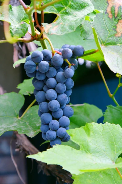 夏の庭で熟したブドウブラックカラー — ストック写真
