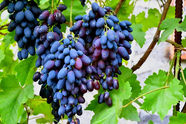 Grapes Black Color Mûrissent Dans Jardin Été — Photo