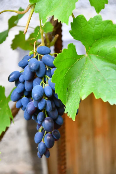 Grapes Black Color Mûrissent Dans Jardin Été — Photo