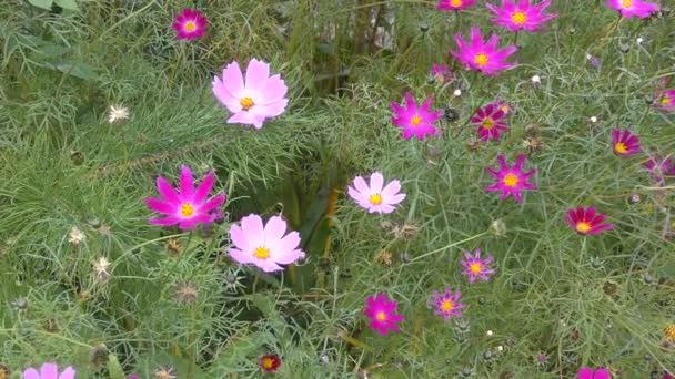 Sonbahar Bahçesinde Çiçek Kosmeya Veya Çiçek Kozmosun — Stok video