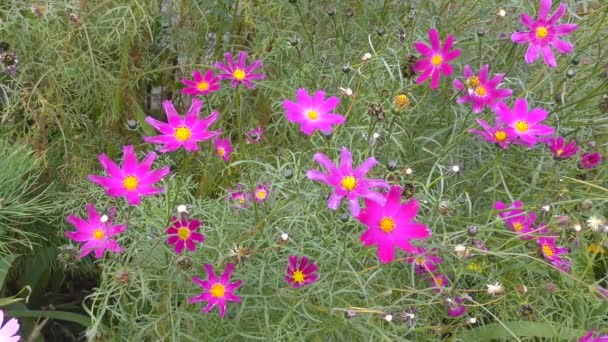 Λουλούδι Κόστια Σύμπαν Λουλουδιών Στον Φθινοπωρινό Κήπο — Αρχείο Βίντεο