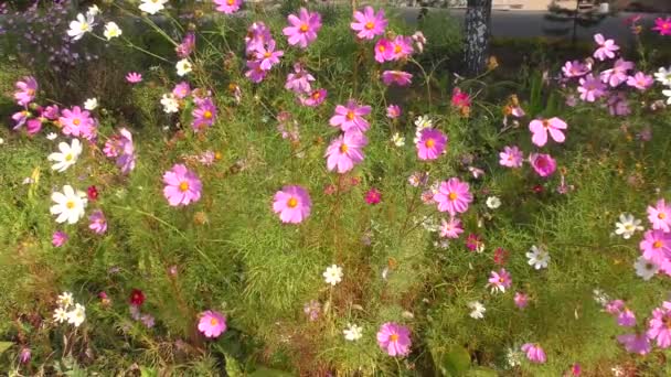 Квітка Космая Або Квітковий Космос Осінньому Саду — стокове відео