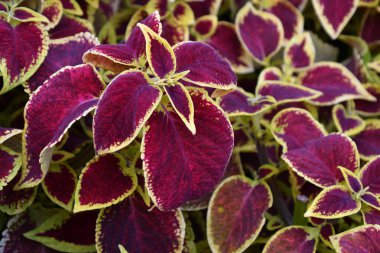 Coleus yaprakları mor-sarı renk