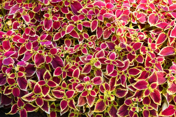 Coleus de bladeren paars-gele kleur — Stockfoto