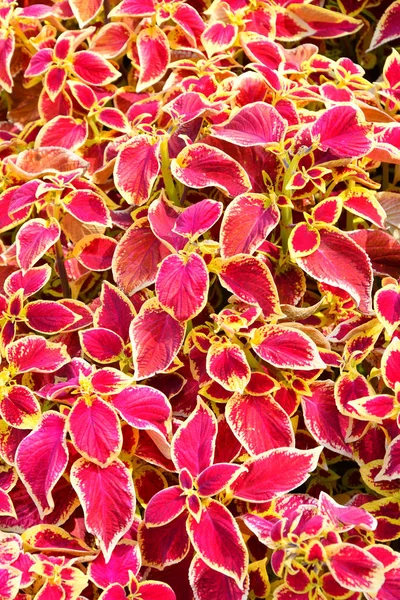 Coleus de bladeren paars-gele kleur — Stockfoto