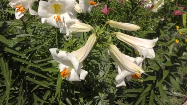 Lily Bianco Colore Giorno Estate — Video Stock