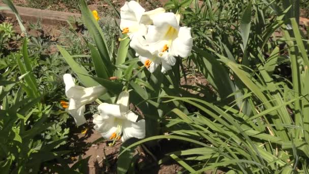 Lily Color Blanco Día Verano — Vídeos de Stock