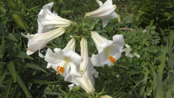 Lily Bianco Colore Giorno Estate — Video Stock