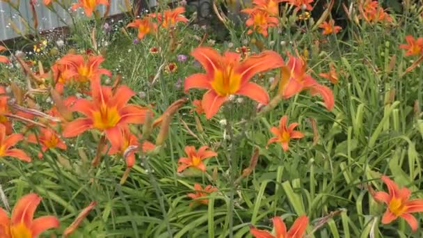 Оранжевый Цвет Лили Летний День — стоковое видео
