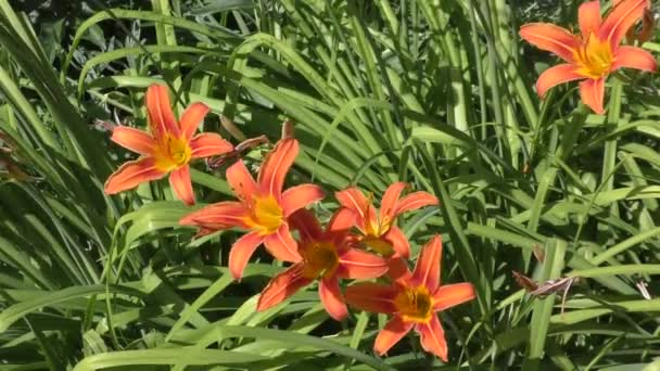 Lilie Orange Farbe Einem Sommertag — Stockvideo